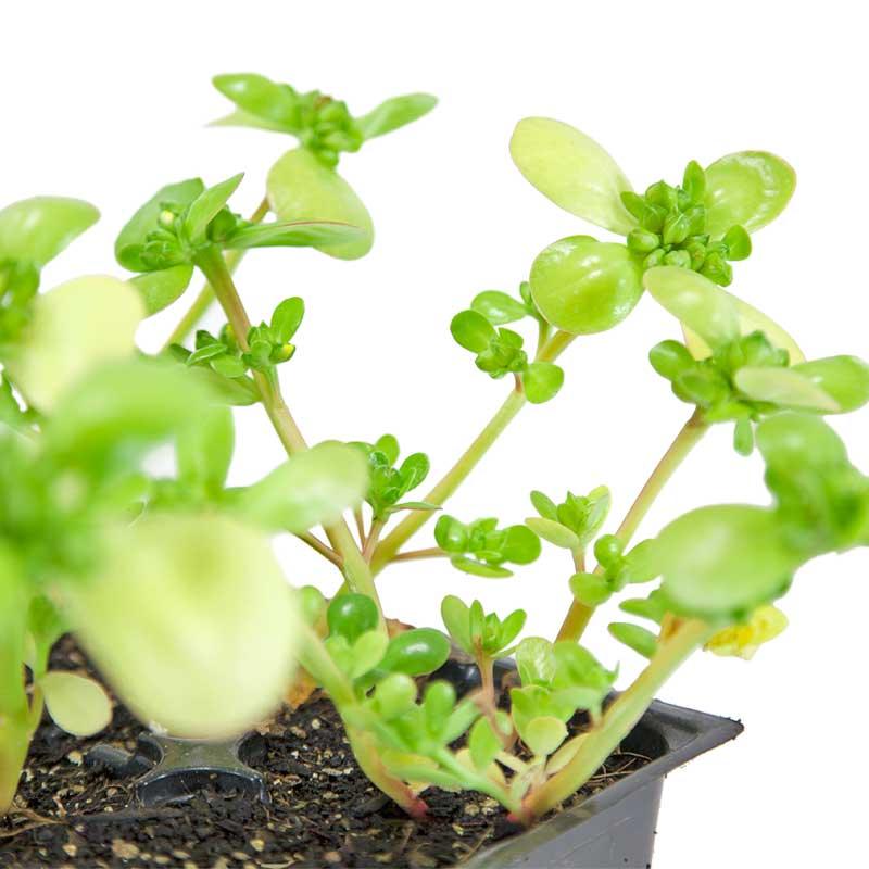 Purslane Greens Seeds (Organic) Peaceful Valley