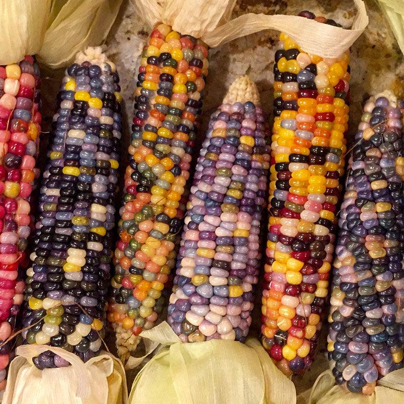 Glass Gem Corn Seeds (Organic) Peaceful Valley