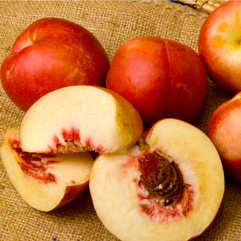 Spice Zee Nectaplum Tree Grow Organic
