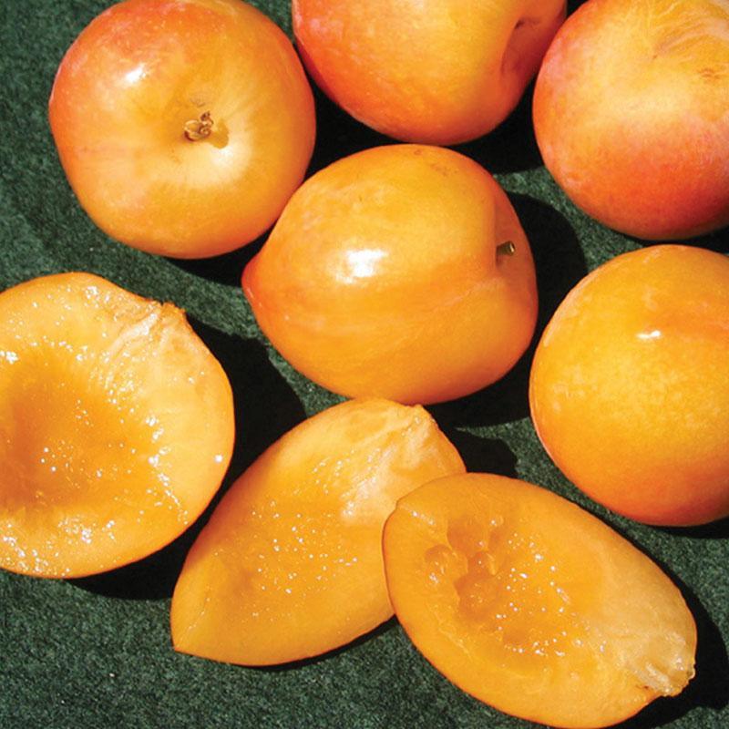 Splash Zaiger Pluot Tree Grow Organic