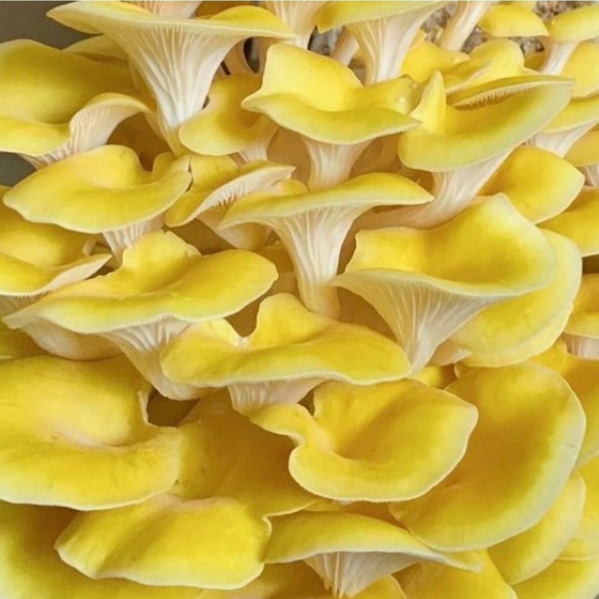 Organic Golden Oyster 'Spray & Grow' Mushroom Growing Kit North Spore