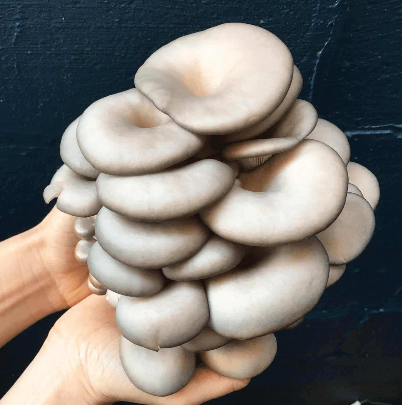 Organic Blue Oyster 'Spray & Grow' Mushroom Growing Kit North Spore