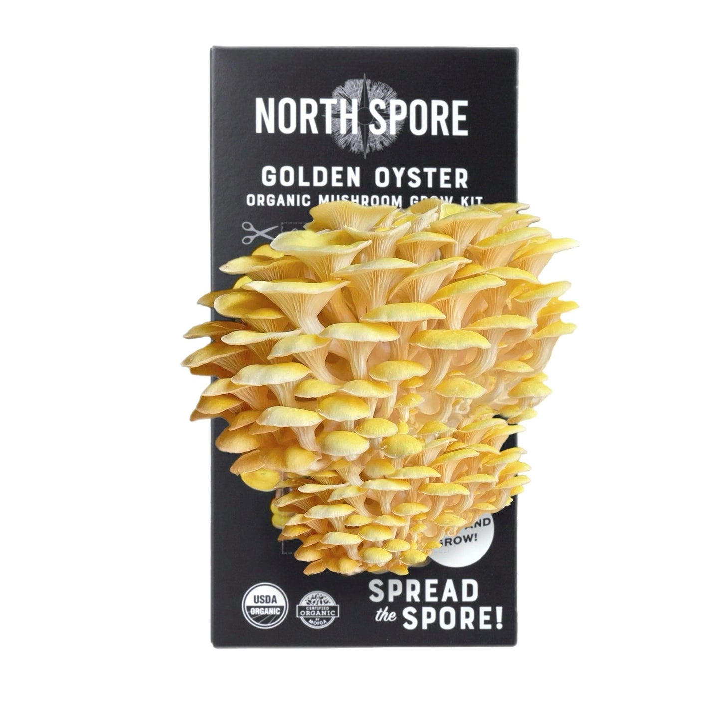 Organic Golden Oyster 'Spray & Grow' Mushroom Growing Kit North Spore