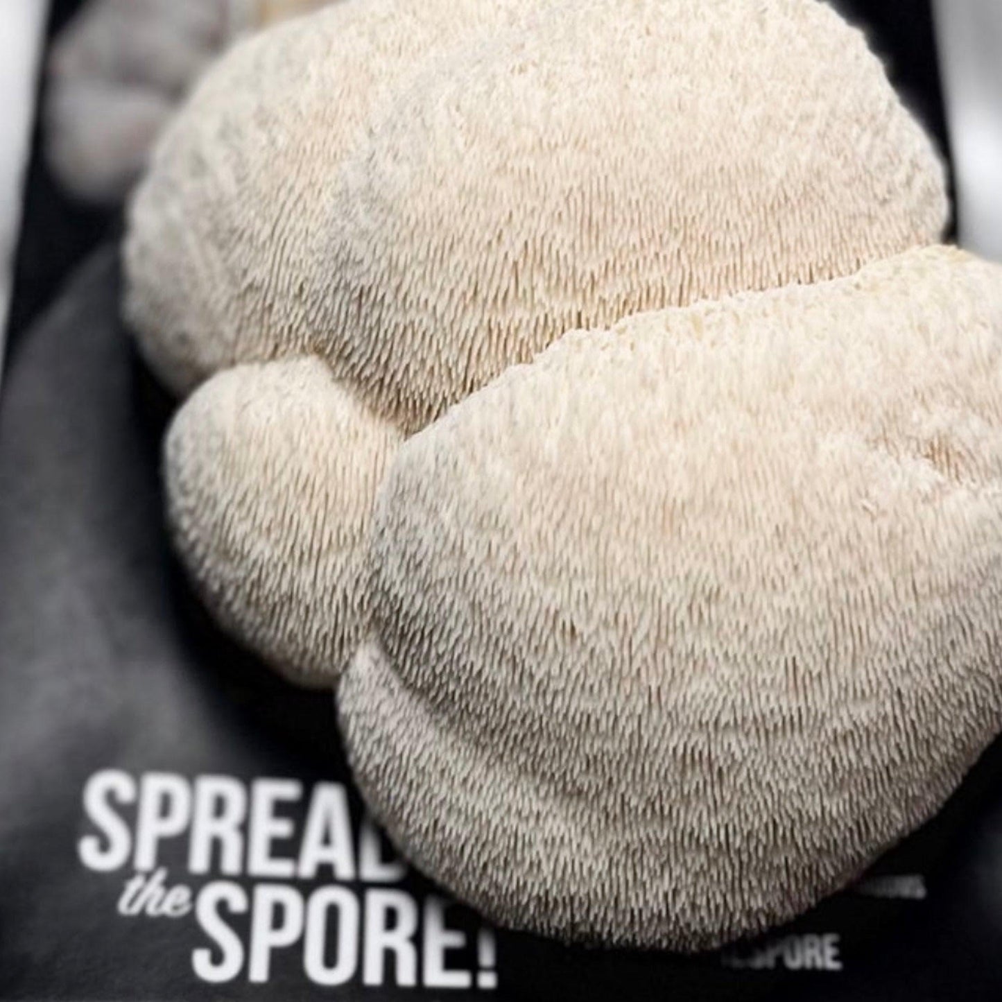 Organic Lion's Mane 'Spray & Grow' Mushroom Growing Kit North Spore