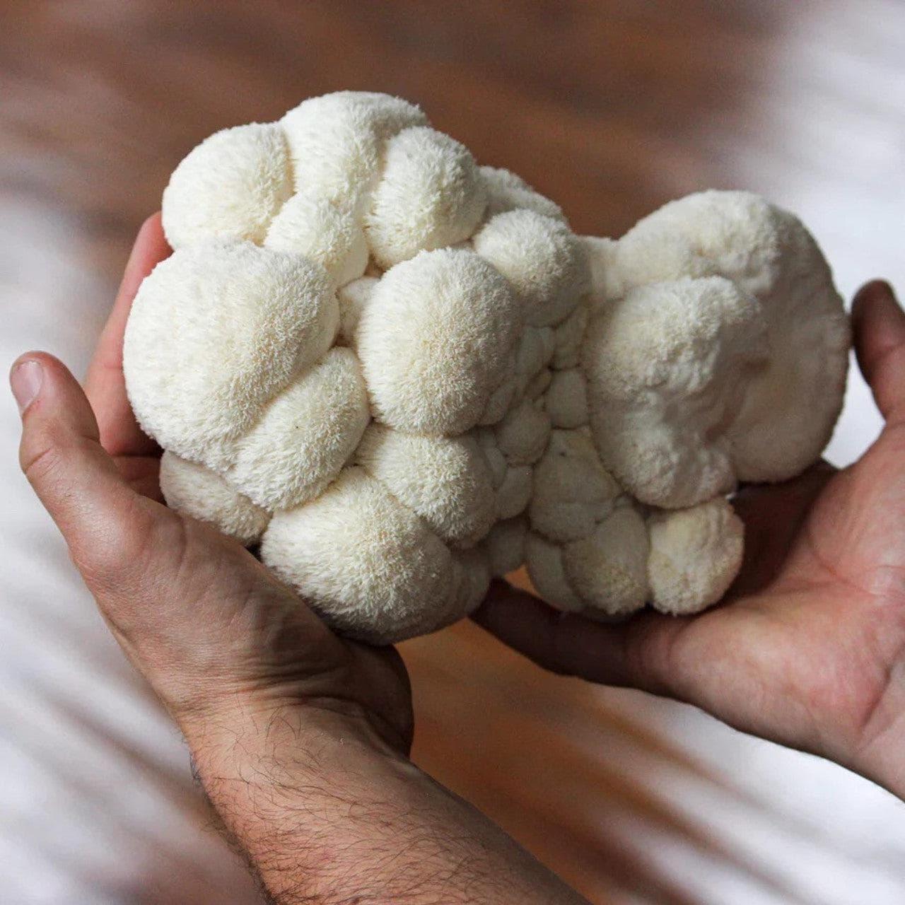 Organic Lion's Mane 'Spray & Grow' Mushroom Growing Kit North Spore