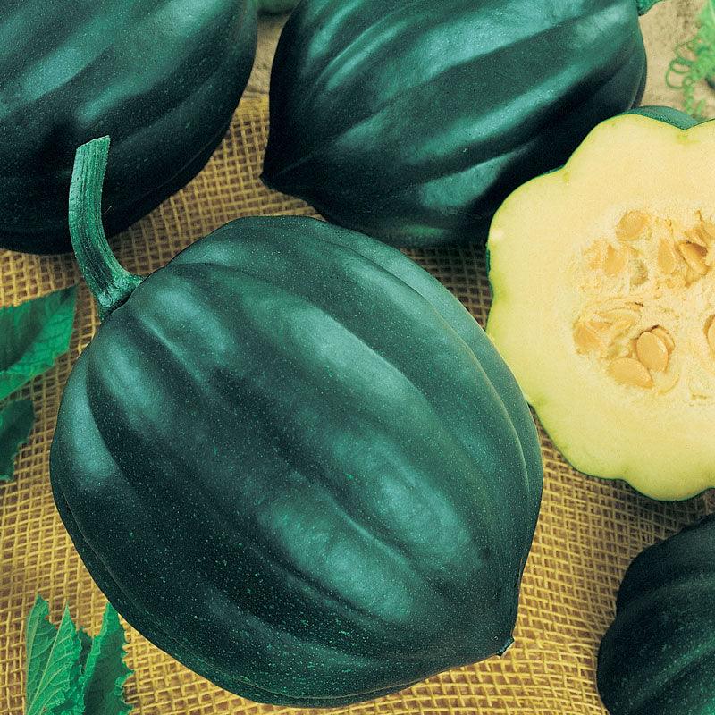Table Queen Acorn Winter Squash Seeds (Organic) Peaceful Valley
