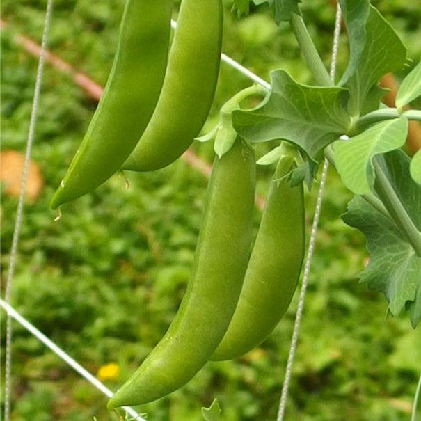 Sugar Daddy Pea Seeds (Organic) Peaceful Valley
