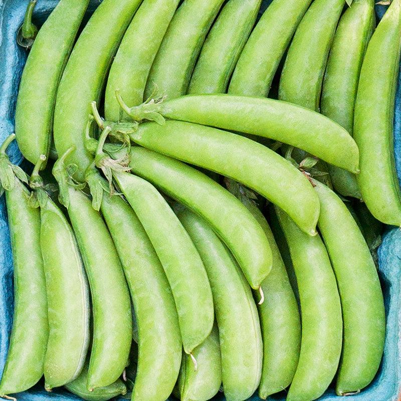 Organic Cascadia Sugar Snap Pea Grow Organic