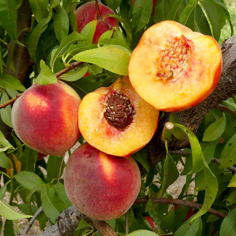Suncrest Peach Tree Grow Organic