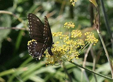 Swallowtail Fennel Renee's Garden