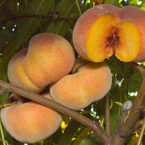 Sweet Bagel Peach Tree Grow Organic