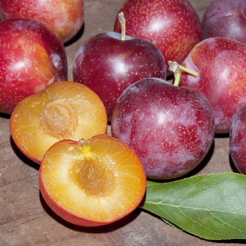 Sweet Treat Pluerry Tree Grow Organic