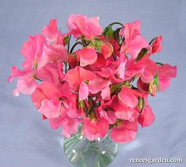 Strawberry Fields Sweet Pea Renee's Garden