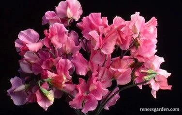 Strawberry Fields Sweet Pea Renee's Garden