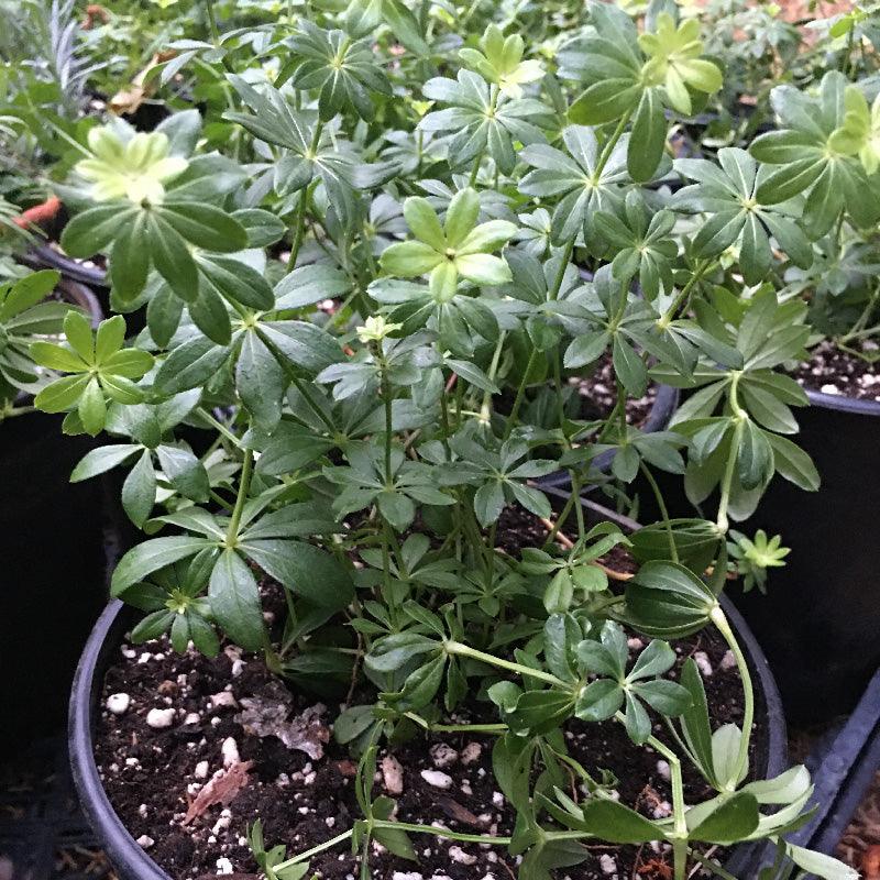 Organic Sweet Woodruff (1 Gallon) Grow Organic