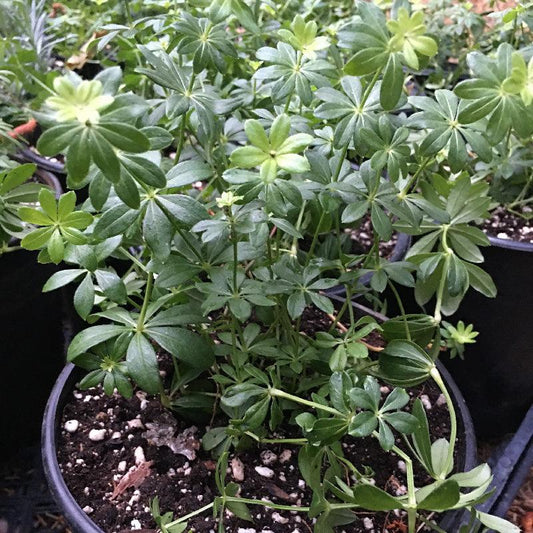 Organic Sweet Woodruff (1 Gallon) Grow Organic