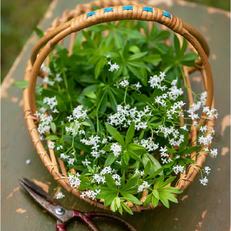 Organic Sweet Woodruff (1 Gallon) Grow Organic