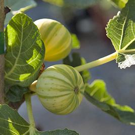 Tiger Panache Fig Tree Grow Organic
