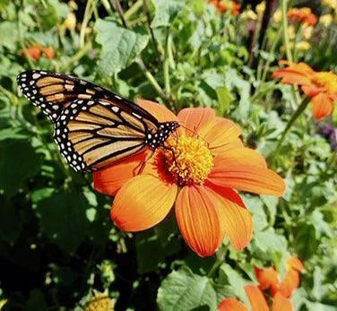 Tithonia Torch (Mexican Sunflower) Renee's Garden