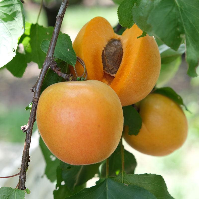 Tomcot Apricot Tree Grow Organic