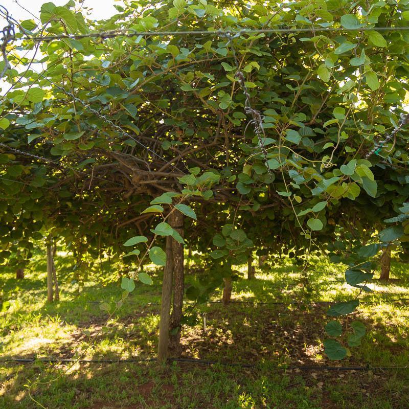 Tomuri Tender Kiwi, Male Grow Organic