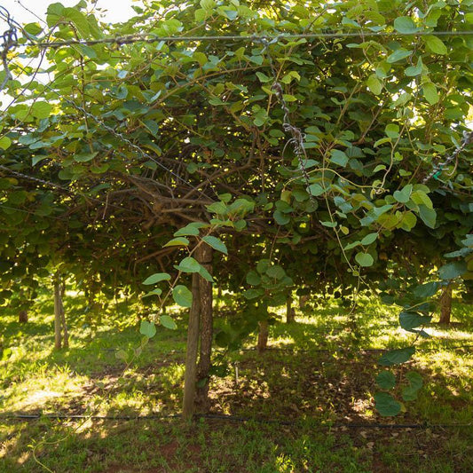 Tomuri Tender Kiwi, Male Grow Organic
