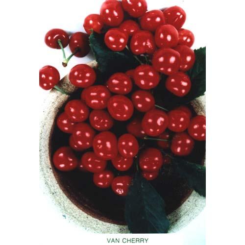 Van Cherry Tree Grow Organic