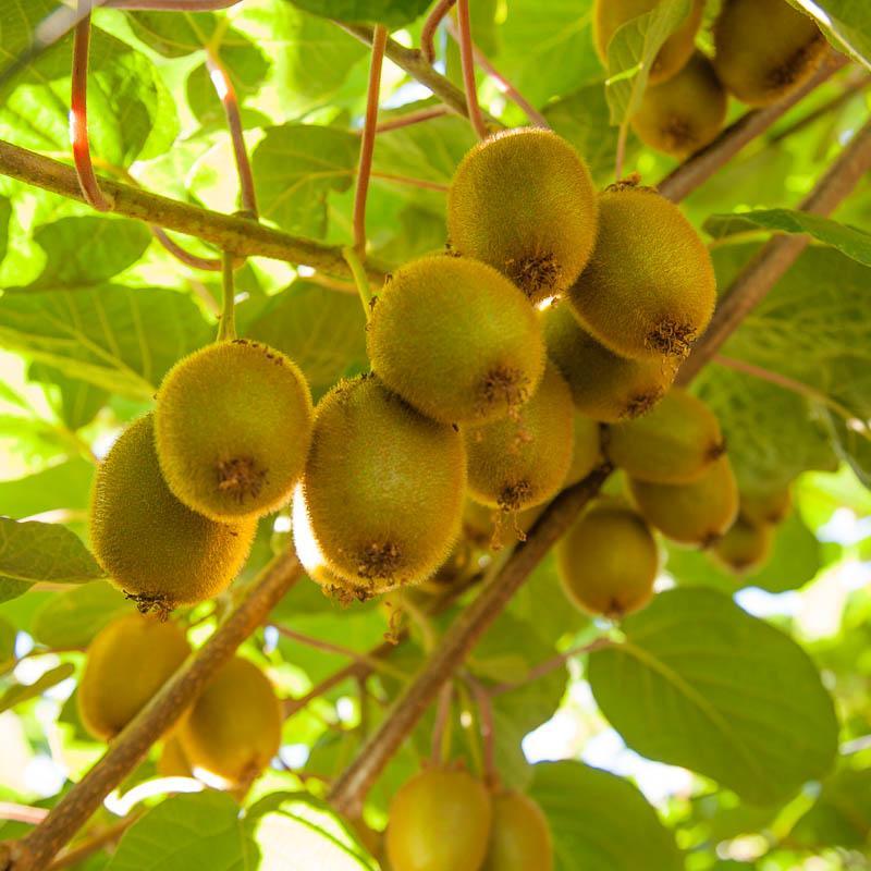Vincent Tender Kiwi, Female Grow Organic