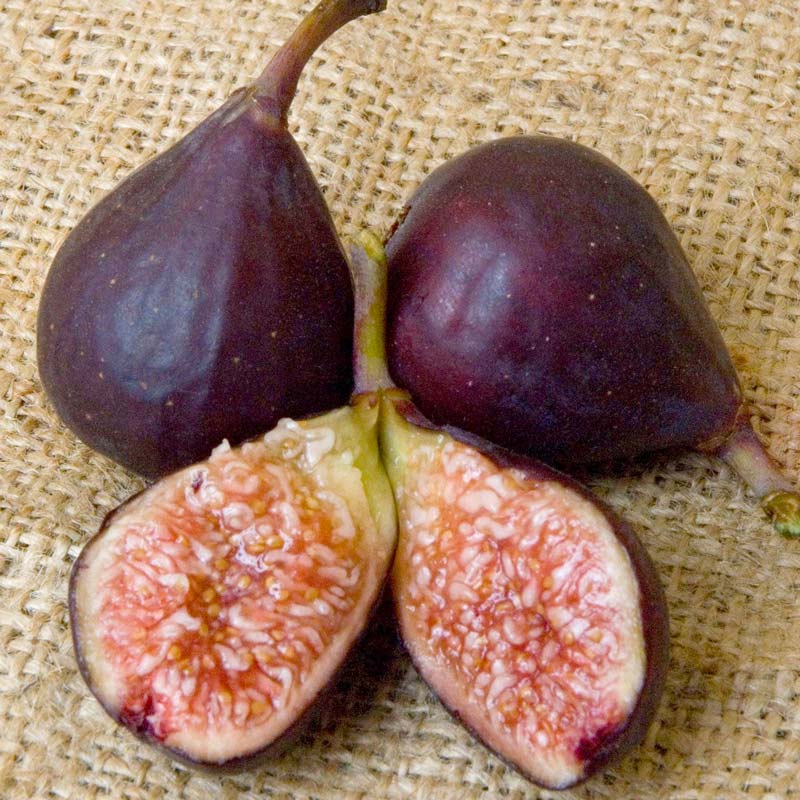 Violette de Bordeaux Potted Fig Tree Grow Organic