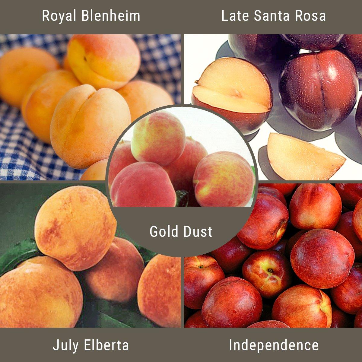 Western "Fruit Salad" 5 on 1 Multiple Grafted Fruit Tree Grow Organic