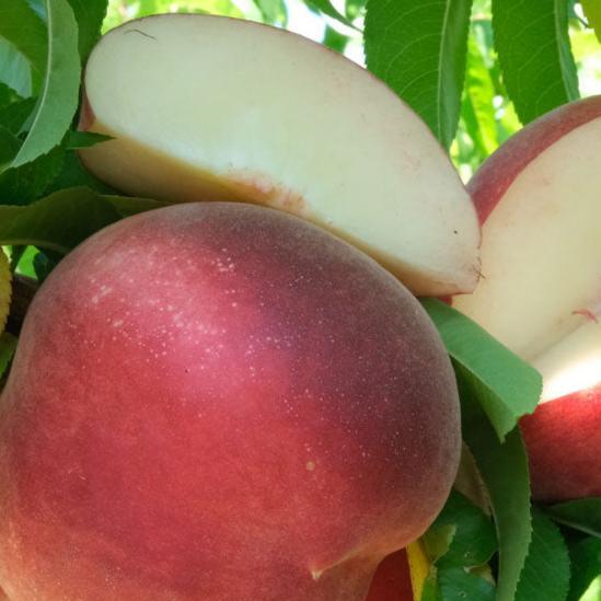 Peach White Lady Tree Grow Organic