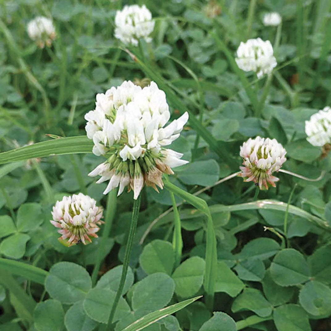 Dutch White Clover - Nitrocoated Seed (lb) Grow Organic