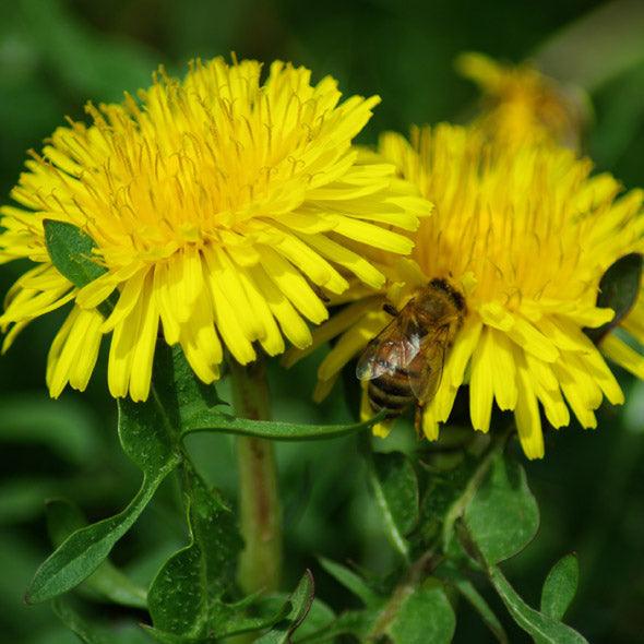 Wild Dandelion (Organic) Strictly Medicinal