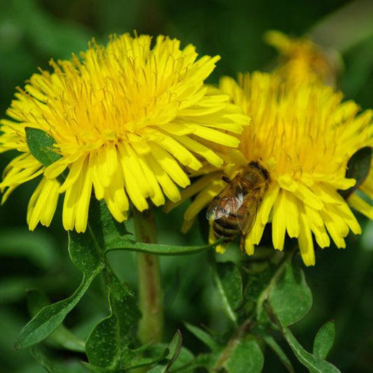 Wild Dandelion (Organic) Strictly Medicinal