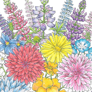 Willamette Valley Wildflower Mix (1/4 lb) Grow Organic