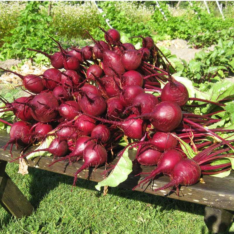 Early Wonder Tall Beet Seeds (Organic) Peaceful Valley