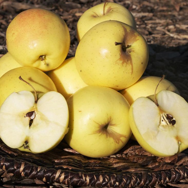 Golden Delicious Apple Tree Grow Organic