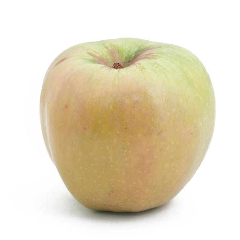 Yellow Newton Pippin Apple Tree Grow Organic