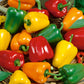 Mini Bell Mix Sweet Pepper Seeds (Organic) - Grow Organic Mini Bell Mix Sweet Pepper Seeds (Organic) Vegetable Seeds