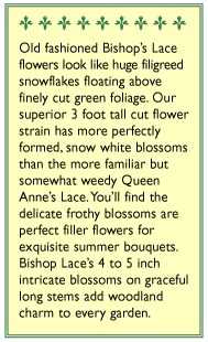 White Butterfly Bishop's Lace Flower Seeds Renee's Garden