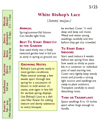 White Butterfly Bishop's Lace Flower Seeds Renee's Garden