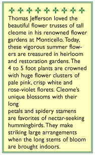 Color Fountains Hummingbird Cleome Flower Seeds Renee's Garden