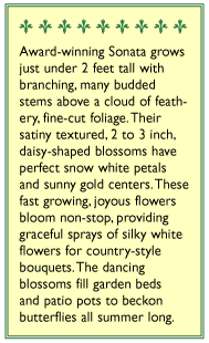 Sonata Knee-High Cosmos Flower Seed Mix Renee's Garden