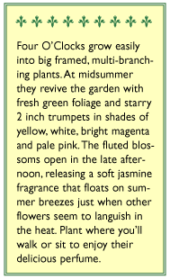 Renee's Garden Four O'Clocks Fragrant Teatime Mix (Heirloom) Renee's Garden Four O'Clocks Fragrant Teatime Mix (Heirloom) Flower Seed & Bulbs