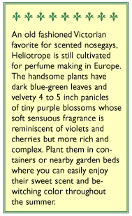 Renee's Garden Heliotrope Deep Marine - Grow Organic Renee's Garden Heliotrope Deep Marine Flower Seed & Bulbs