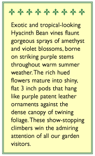 Flowering Purple Hyacinth Bean Vine Flower Seeds Renee's Garden