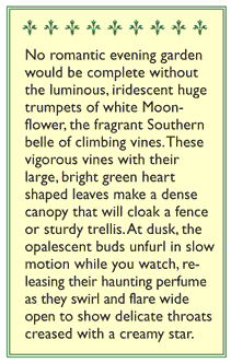 Renee's Garden Moonflower Vine Evening Blooming Fragrant Renee's Garden Moonflower Vine Evening Blooming Fragrant (Heirloom) Flower Seed & Bulbs