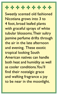 Jasmine Alata Scented Nicotiana Flower Seeds Renee's Garden