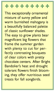 Bright Bandolier Bouquet Sunflower Seeds Renee's Garden