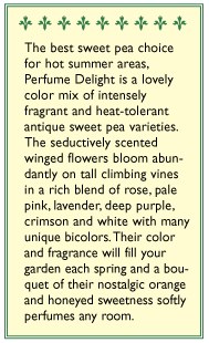 Perfume Delight Sweet Pea Flower Seeds Renee's Garden
